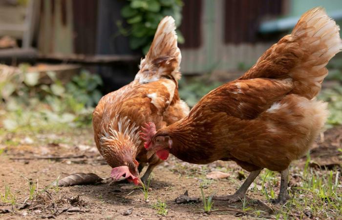 Biaya ternak ayam petelur