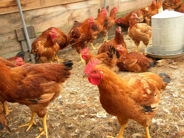 Poultry farming chicken morrisons farmers small british