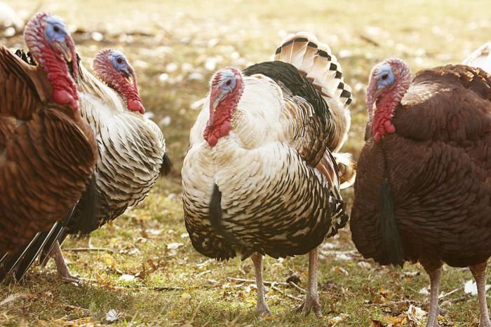 Turkeys raising turkey chickens poults thespruce smallfarm laurie watering start farms breeds