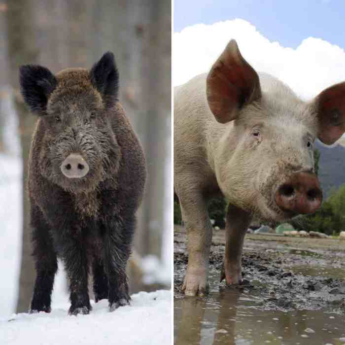 Babi hutan vs babi ternak